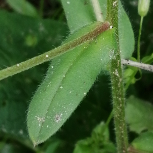 Photographie n°3178292 du taxon Myosotis arvensis (L.) Hill [1764]