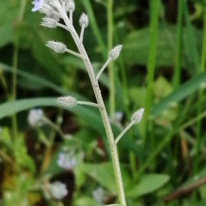 Photographie n°3178293 du taxon Myosotis arvensis (L.) Hill [1764]
