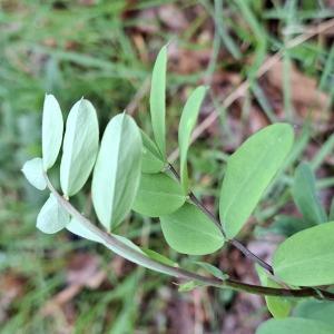 Photographie n°3179180 du taxon Lathyrus niger (L.) Bernh. [1800]