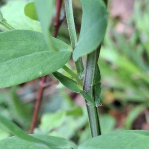 Photographie n°3179181 du taxon Lathyrus niger (L.) Bernh. [1800]