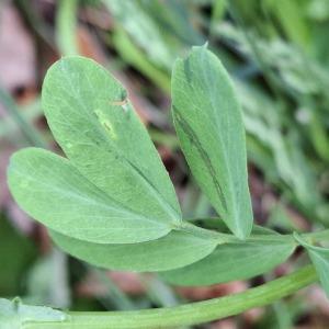Photographie n°3179182 du taxon Lathyrus niger (L.) Bernh. [1800]