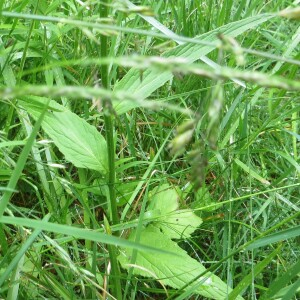 Photographie n°3179200 du taxon Phyteuma spicatum L. [1753]