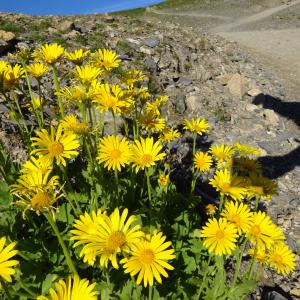Photographie n°3180268 du taxon Doronicum grandiflorum Lam. [1786]
