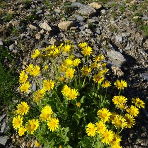 Photographie n°3180269 du taxon Doronicum grandiflorum Lam. [1786]