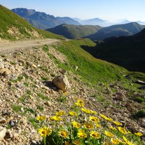 Photographie n°3180270 du taxon Doronicum grandiflorum Lam. [1786]