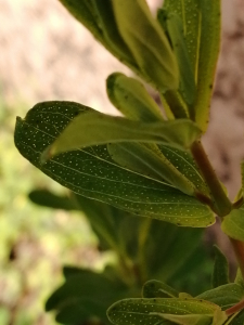 Patrick Ressayre, le 26 avril 2025 (Vaulx-en-Velin)