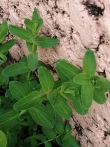 Patrick Ressayre, le 26 avril 2025 (Vaulx-en-Velin)