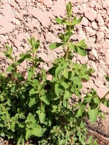 Patrick Ressayre, le 26 avril 2025 (Vaulx-en-Velin)