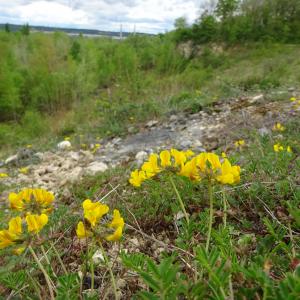 Photographie n°3181756 du taxon Hippocrepis comosa L. [1753]