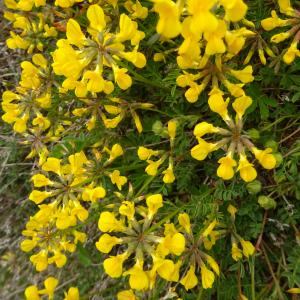 Photographie n°3181757 du taxon Hippocrepis comosa L. [1753]