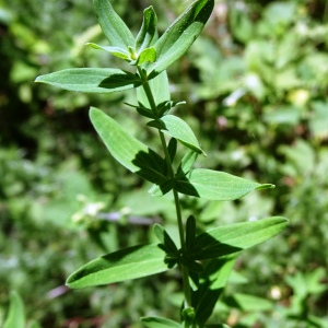 Photographie n°3181784 du taxon Hypericum perforatum L. [1753]