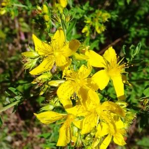 Photographie n°3181785 du taxon Hypericum perforatum L. [1753]