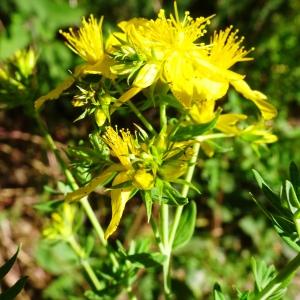 Photographie n°3181786 du taxon Hypericum perforatum L. [1753]