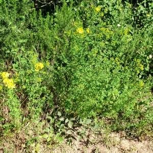 Photographie n°3181787 du taxon Hypericum perforatum L. [1753]