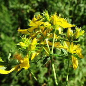 Photographie n°3181788 du taxon Hypericum perforatum L. [1753]