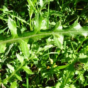 Photographie n°3181806 du taxon Cirsium arvense (L.) Scop. [1772]