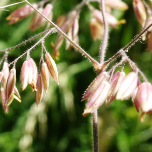 Photographie n°3181860 du taxon Holcus lanatus L. [1753]