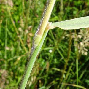 Photographie n°3181861 du taxon Holcus lanatus L. [1753]