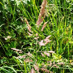 Photographie n°3181862 du taxon Holcus lanatus L. [1753]