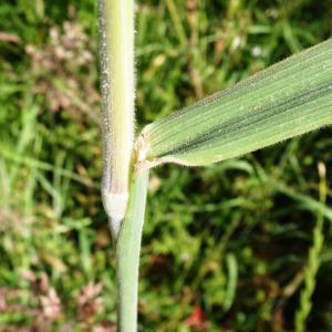 Photographie n°3181863 du taxon Holcus lanatus L. [1753]