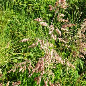 Photographie n°3181864 du taxon Holcus lanatus L. [1753]