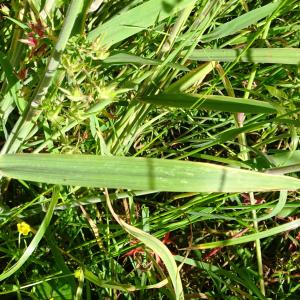 Photographie n°3181865 du taxon Holcus lanatus L. [1753]