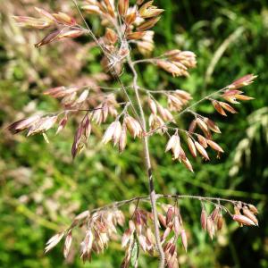 Photographie n°3181866 du taxon Holcus lanatus L. [1753]