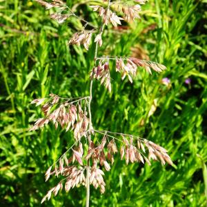 Photographie n°3181867 du taxon Holcus lanatus L. [1753]