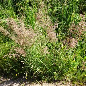 Photographie n°3181868 du taxon Holcus lanatus L. [1753]