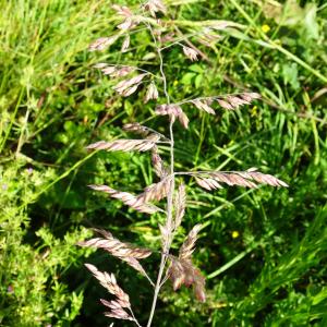 Photographie n°3181869 du taxon Holcus lanatus L. [1753]