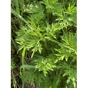 Artemisia verlotorum-IMG_0190.JPG