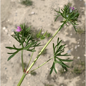 Geranium dissectum-IMG_0180.JPG