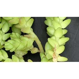 Sedum album-IMG_0194.JPG