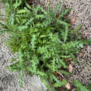 Photographie n°3185647 du taxon Cirsium arvense (L.) Scop.