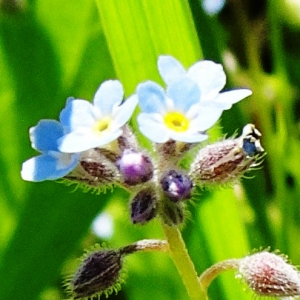 Photographie n°3185723 du taxon Myosotis arvensis (L.) Hill [1764]