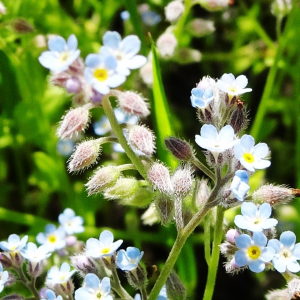 Photographie n°3185724 du taxon Myosotis arvensis (L.) Hill [1764]