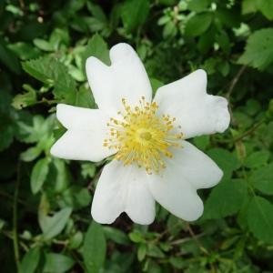 Photographie n°3188141 du taxon Rosa arvensis Huds. [1762]