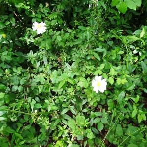 Photographie n°3188145 du taxon Rosa arvensis Huds. [1762]