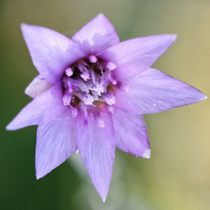 Xeranthemum cylindraceum