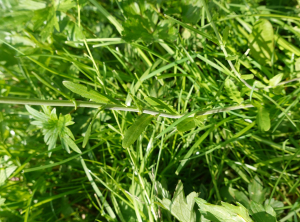 sugar33, le 27 mars 2025 (Prignac-et-Marcamps)