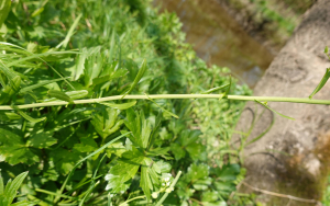 sugar33, le 27 mars 2025 (Prignac-et-Marcamps)