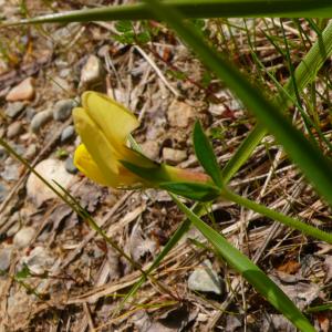  - Lotus maritimus var. hirsutus (Willk.) Kerguélen [1994]