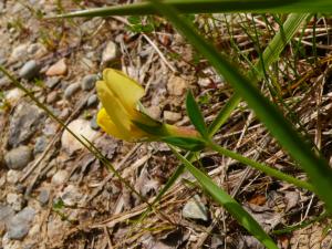 lorichin, le  3 mai 2025 (Limbrassac (Coume Bugue))
