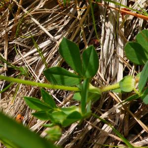  - Lotus maritimus var. hirsutus (Willk.) Kerguélen [1994]
