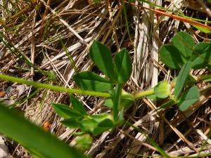 lorichin, le  3 mai 2025 (Limbrassac (Coume Bugue))