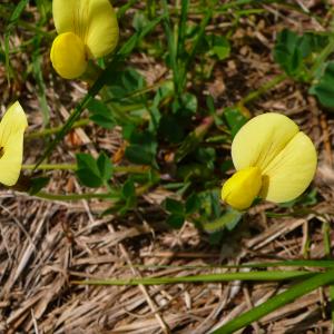  - Lotus maritimus var. hirsutus (Willk.) Kerguélen [1994]