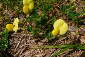 lorichin, le  3 mai 2025 (Limbrassac (Coume Bugue))
