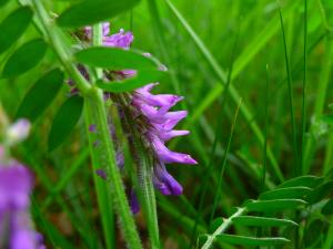lorichin, le  3 mai 2025 (Limbrassac (Jourda))
