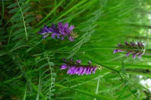 lorichin, le  3 mai 2025 (Limbrassac (Jourda))