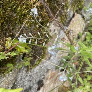 Photographie n°3193704 du taxon Myosotis arvensis Hill